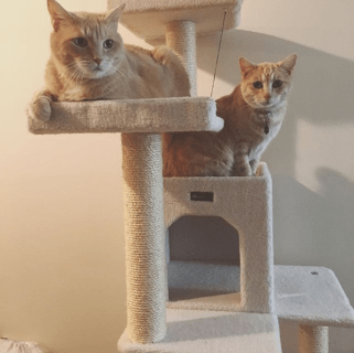 Screen Shot 2018-02-02 at 2.36.57 PM